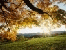 herbst