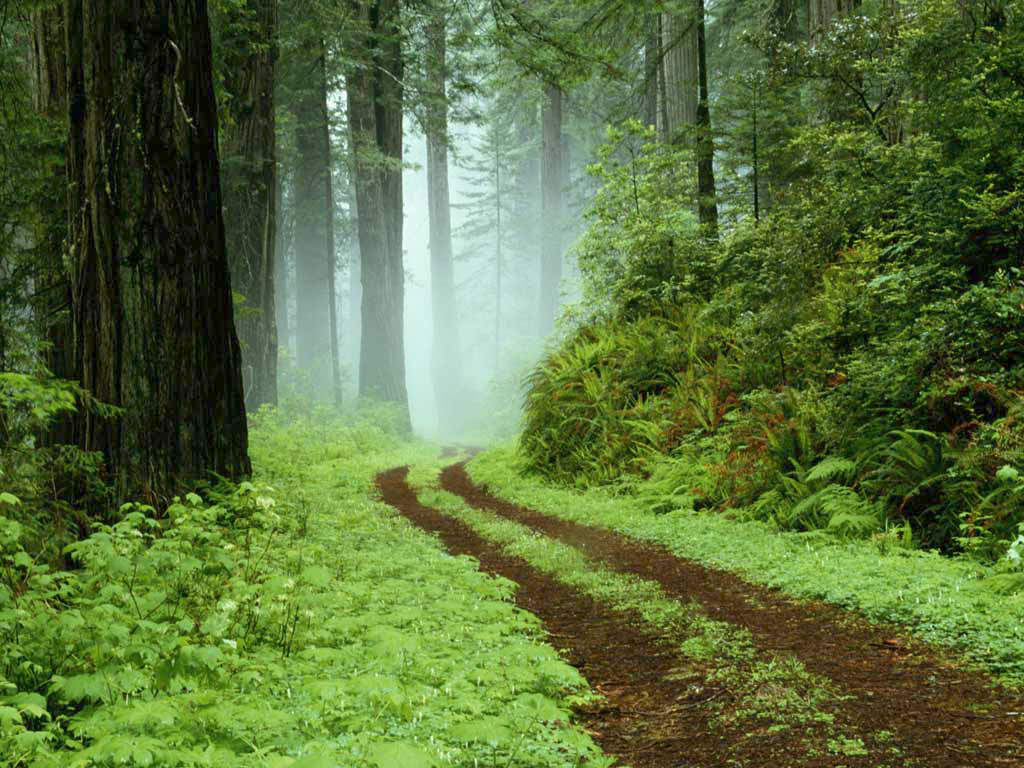 Waldweg