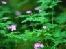 blumen