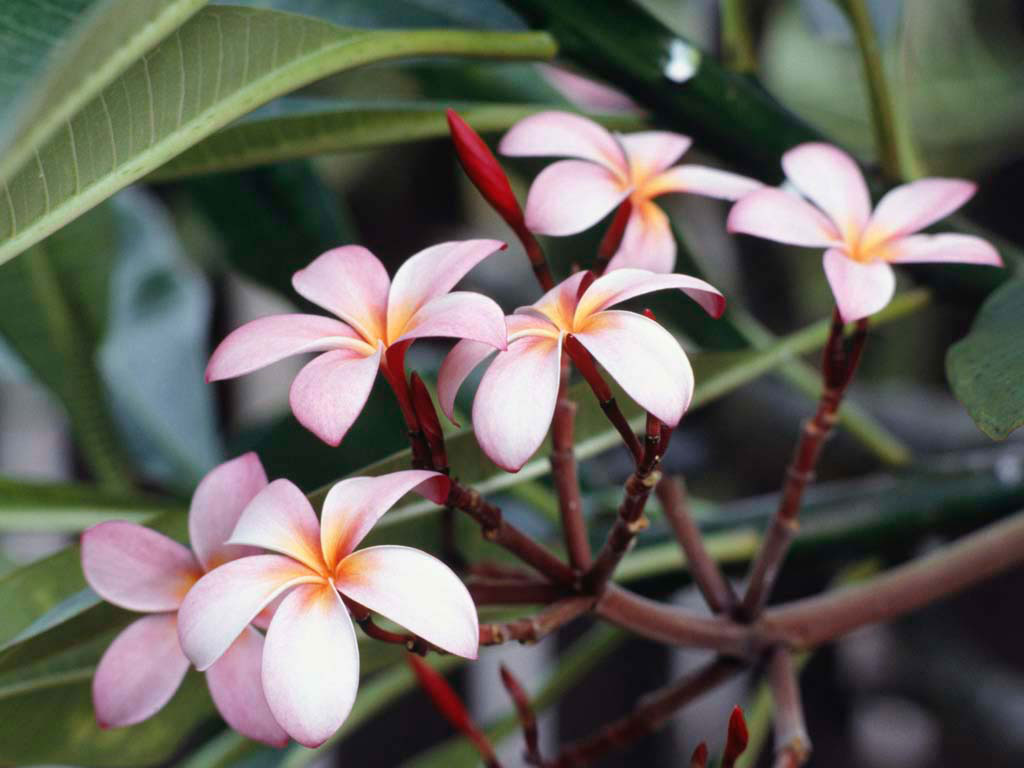 blume