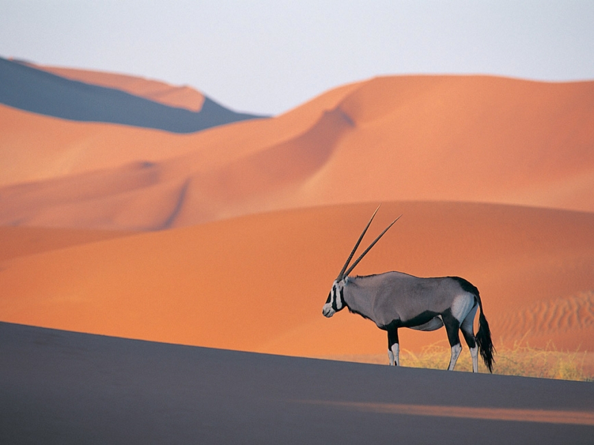 antilope