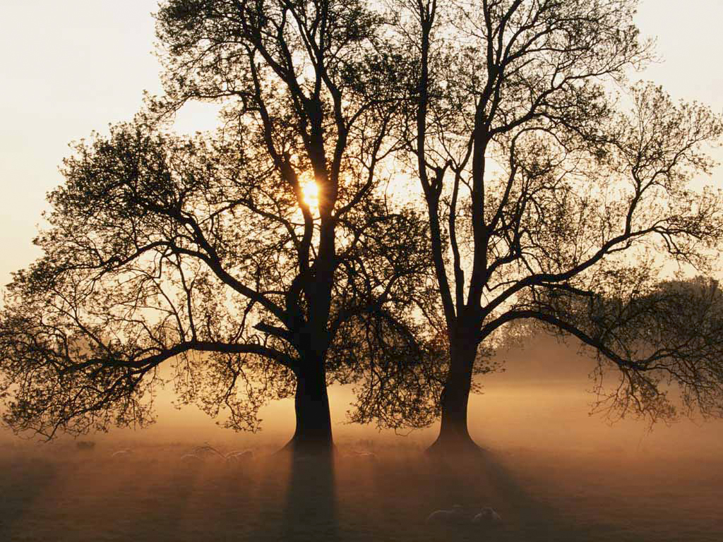 baum