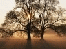 baum